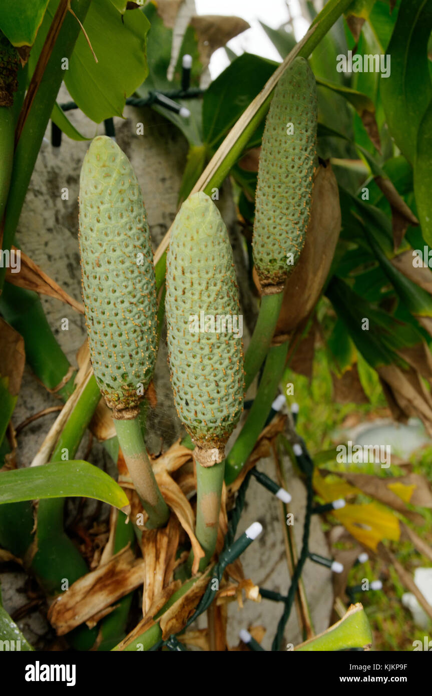 cheese plant plants fruit fruits Monstera deliciosa fruiting Stock Photo