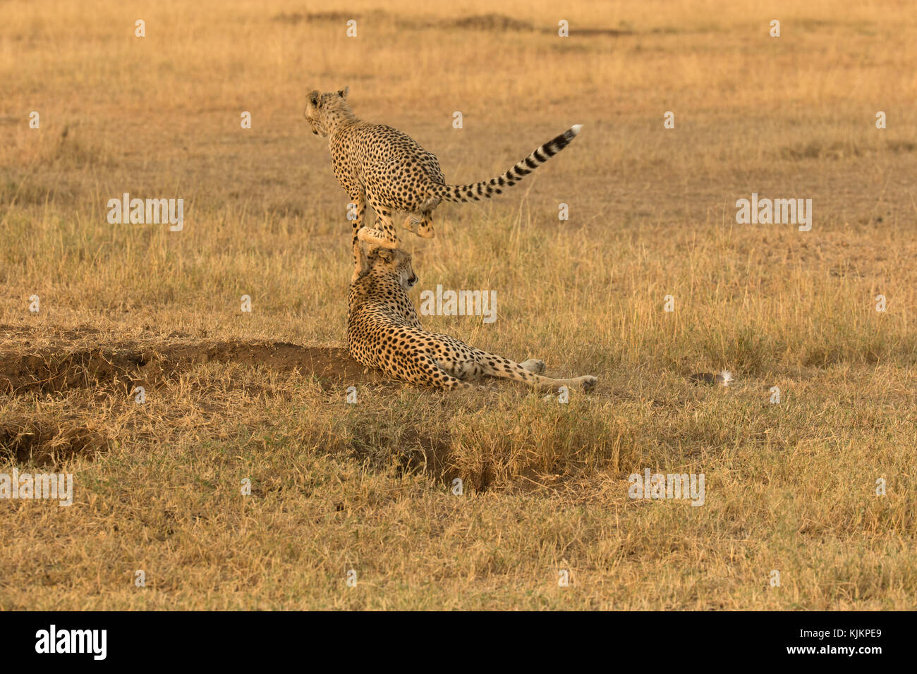 Serengeti National Park. Cheetah (Acinonyx jubatus) jumping. Tanzania. Stock Photo