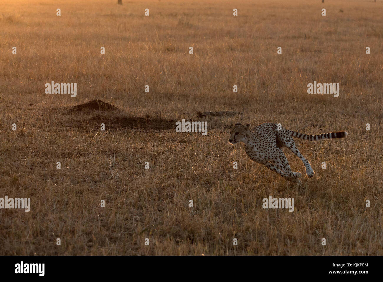 Serengeti National Park. Cheetah (Acinonyx jubatus) running at full speed,  Tanzania. Stock Photo