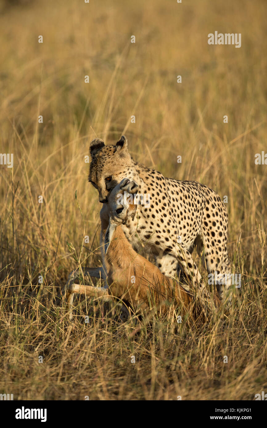 Serengeti National Park. Cheetah ( Acinonyx jubatus ) feasting on kill.  Tanzania. Stock Photo