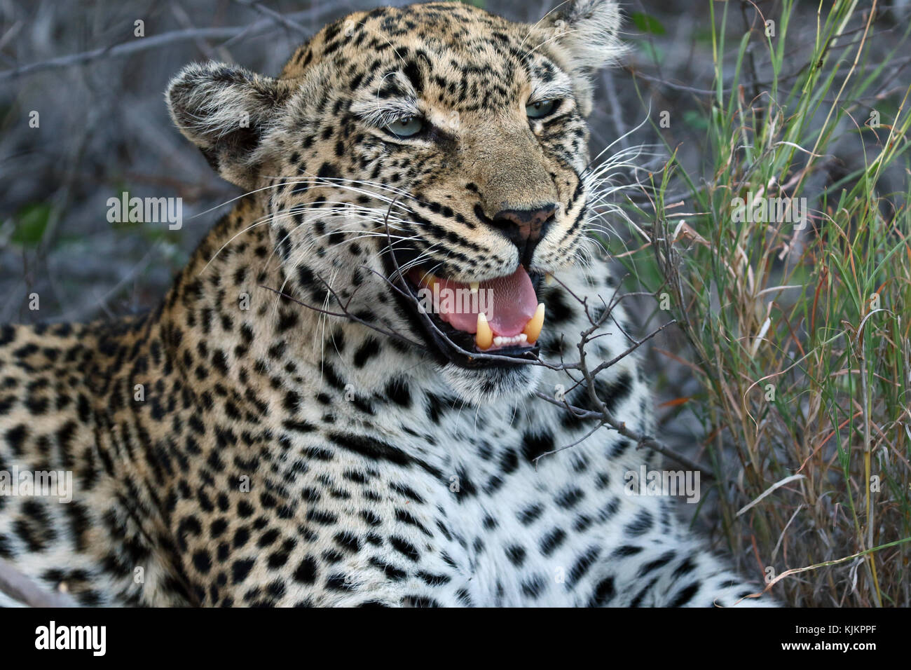 Kruger National Park.  African Leopard  (Panthera pardus) in savanna. South Africa. Stock Photo