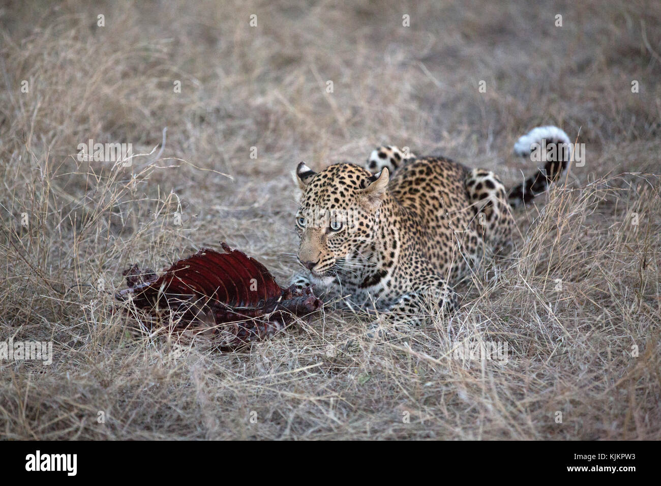 Serengeti National Park. African Leopard with her kill (Panthera pardus).  Tanzania. Stock Photo