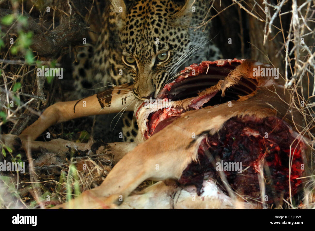 Kruger National Park.  African Leopard with her kill (Panthera pardus).  South Africa. Stock Photo