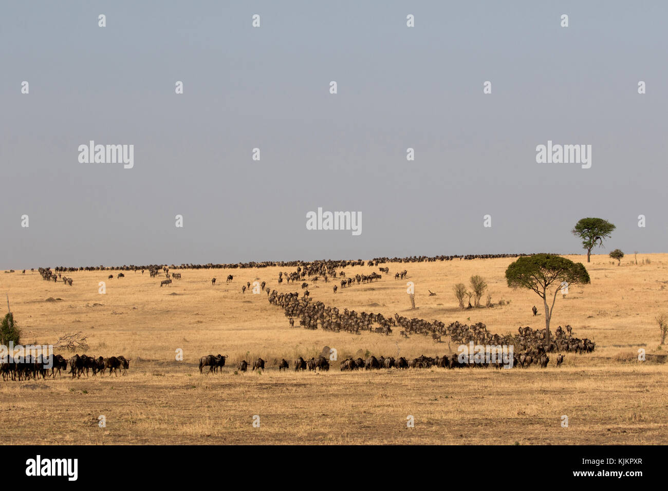 Serengeti National Park. Blue Wildebeest (Connochaetes taurinus) herd migrating through savanna.  Tanzania. Stock Photo