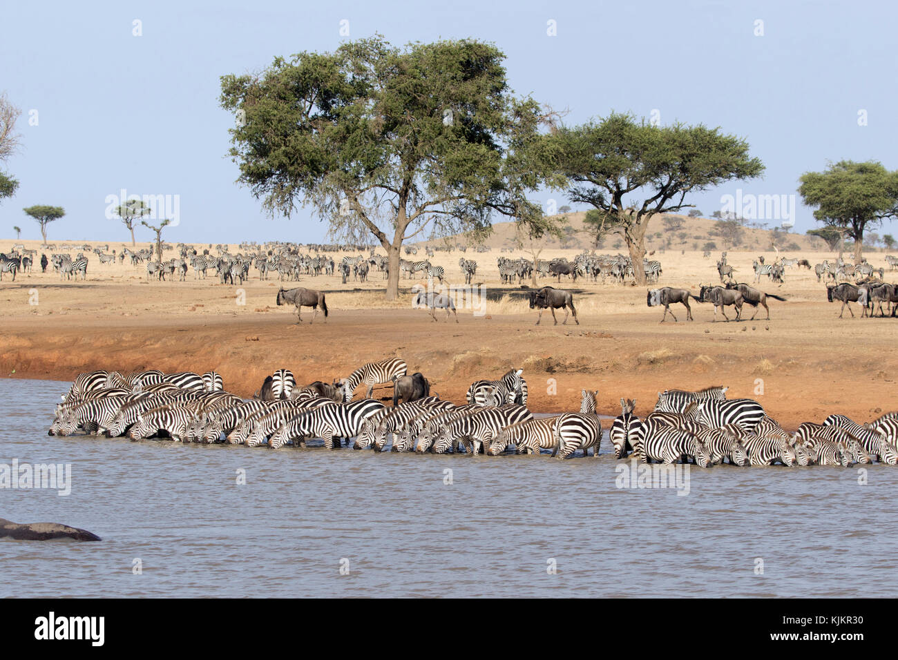 Serengeti National Park. Herd of zebras  (Equus quagga) drinking water. Tanzania. Stock Photo