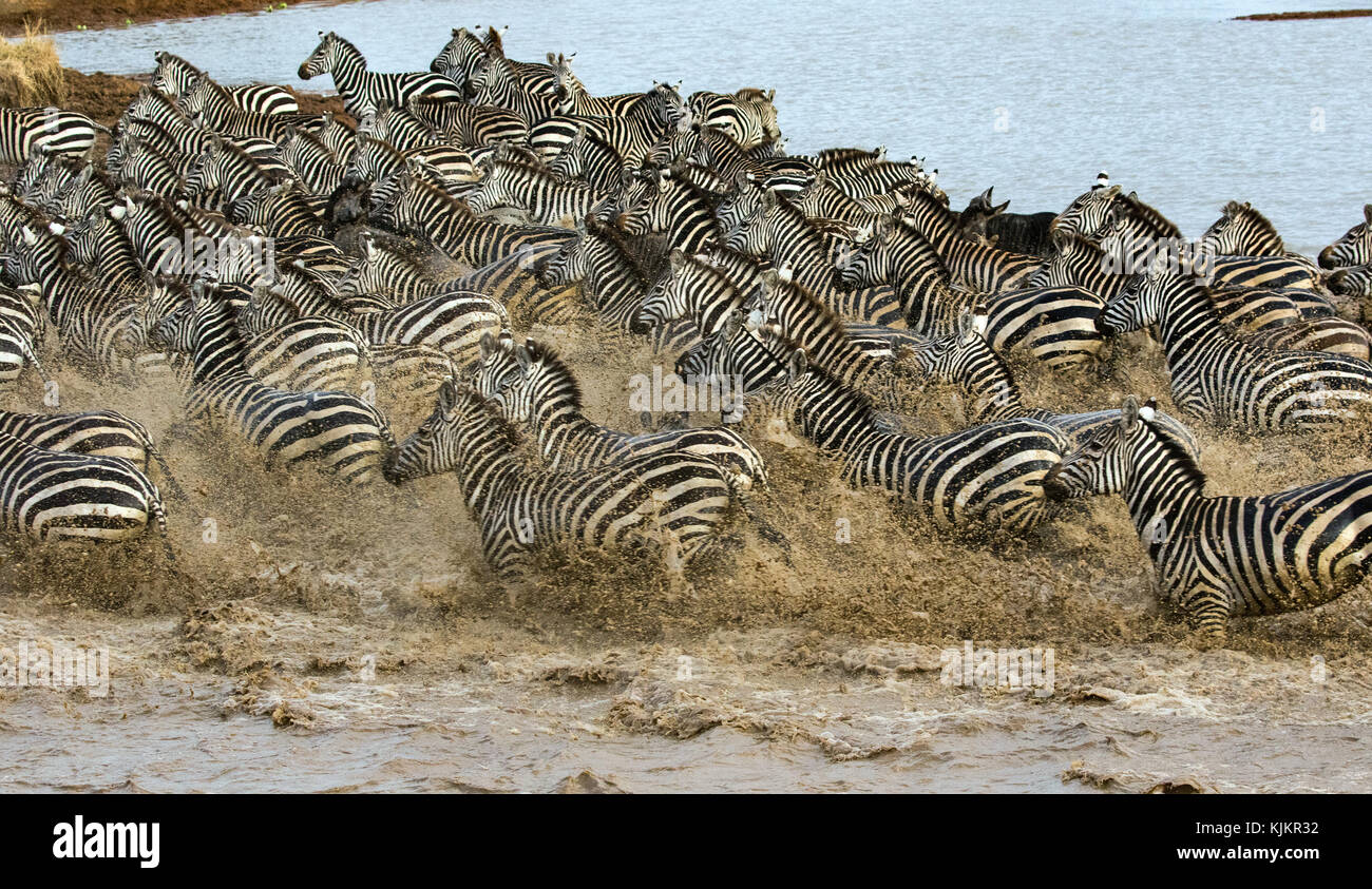 Serengeti National Park. Herd of zebras  (Equus quagga) in water. Tanzania. Stock Photo