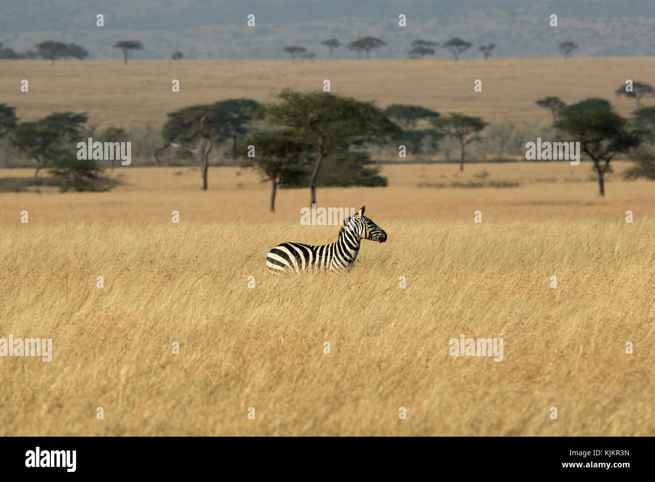 Serengeti National Park. Zebra in savanna.  Tanzania. Stock Photo