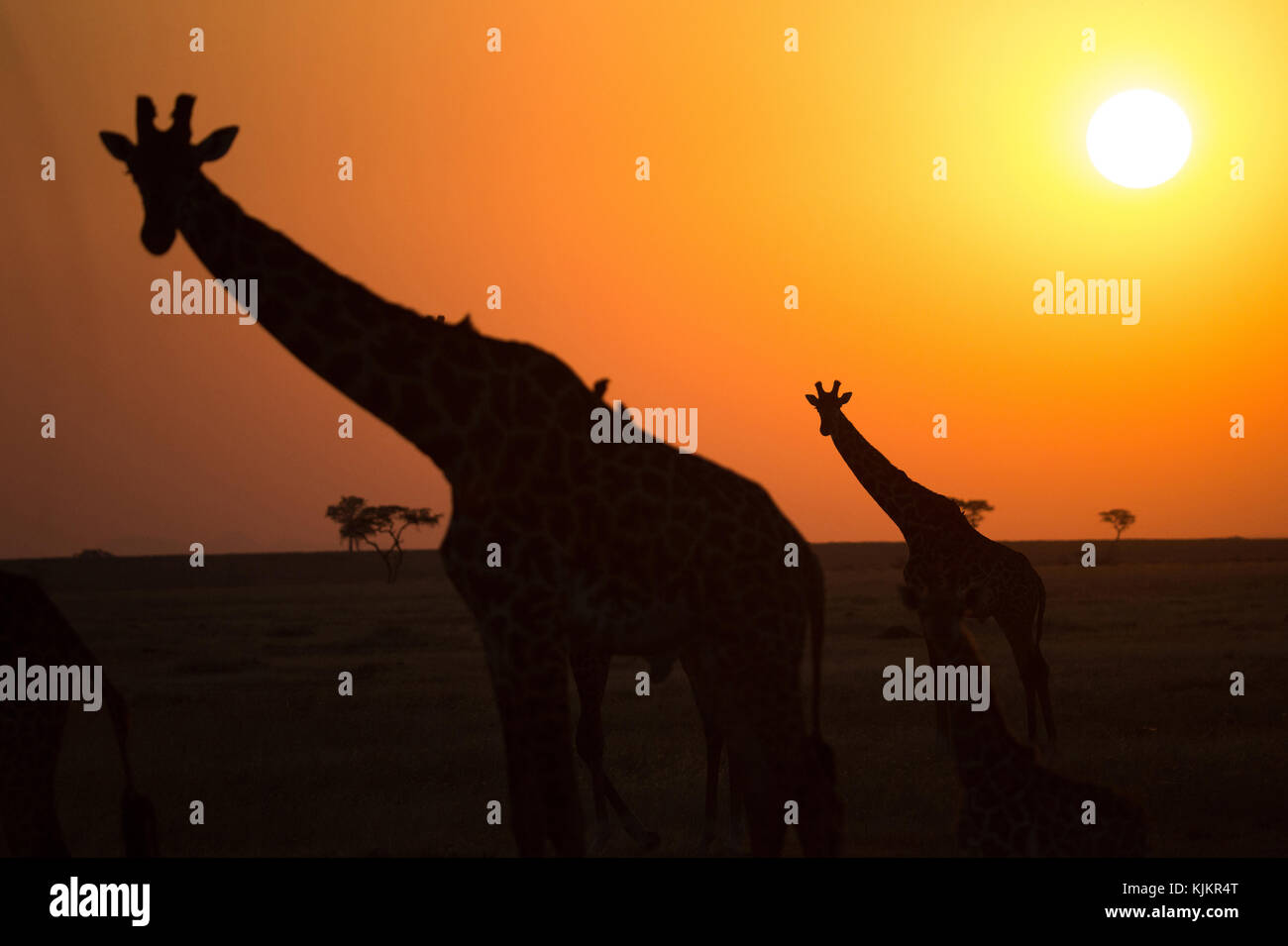 Serengeti National Park. Giraffes ( (Giraffa camelopardalis ) at sunset. Silhouettes.  Tanzania. Stock Photo
