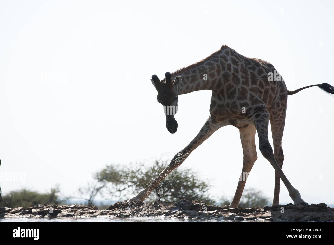 Madikwe Game Reserve. Giraffe ( (Giraffa camelopardalis ) drinking water. South Africa. Stock Photo