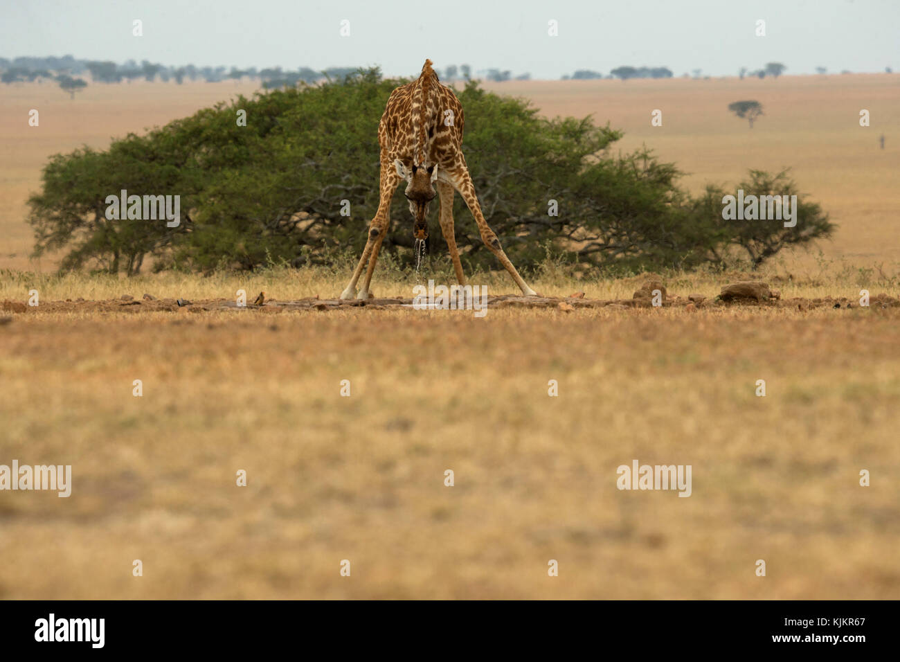 Serengeti National Park. Giraffe ( (Giraffa camelopardalis ) drinking water. Tanzania. Stock Photo