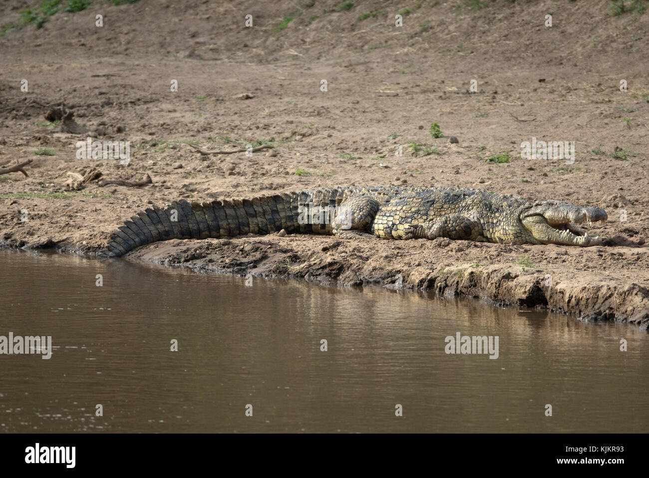 Masai Mara National Reserve.  Nile crocodile (Crocodylus niloticus) resting on a river bank.  Kenya. Stock Photo