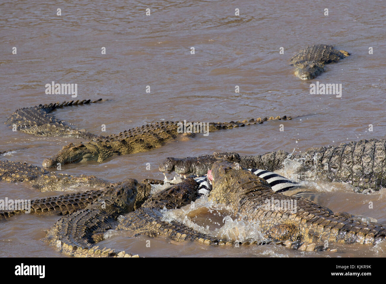 Serengeti National Park. Nile Crocodile (Crocodylus niloticus) group feeding on Common Zebra (Equus quagga) carcass. Tanzania. Stock Photo