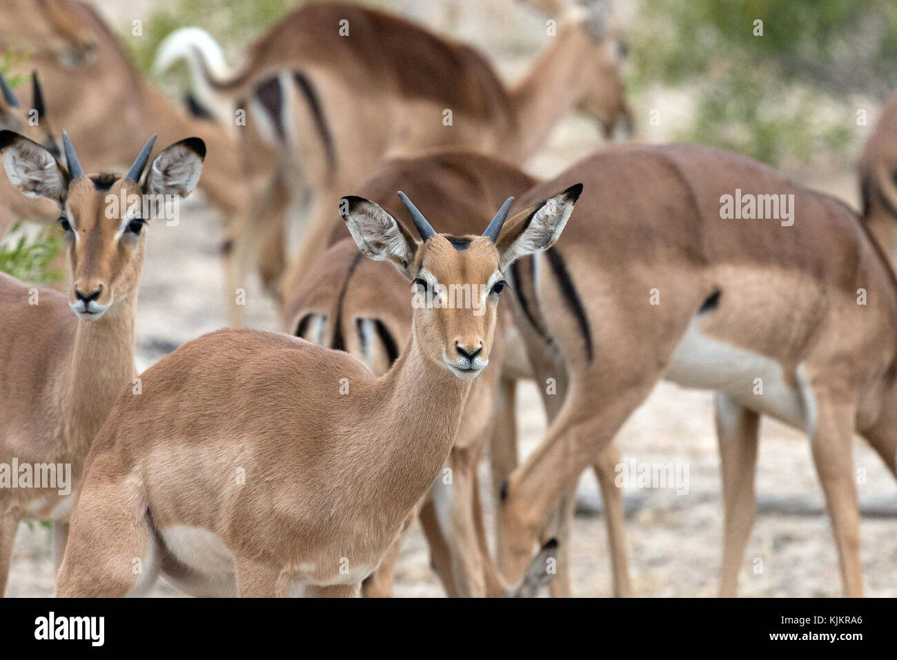 Kruger National Park.   Impalas (Aepyceros melampus). South Africa. Stock Photo