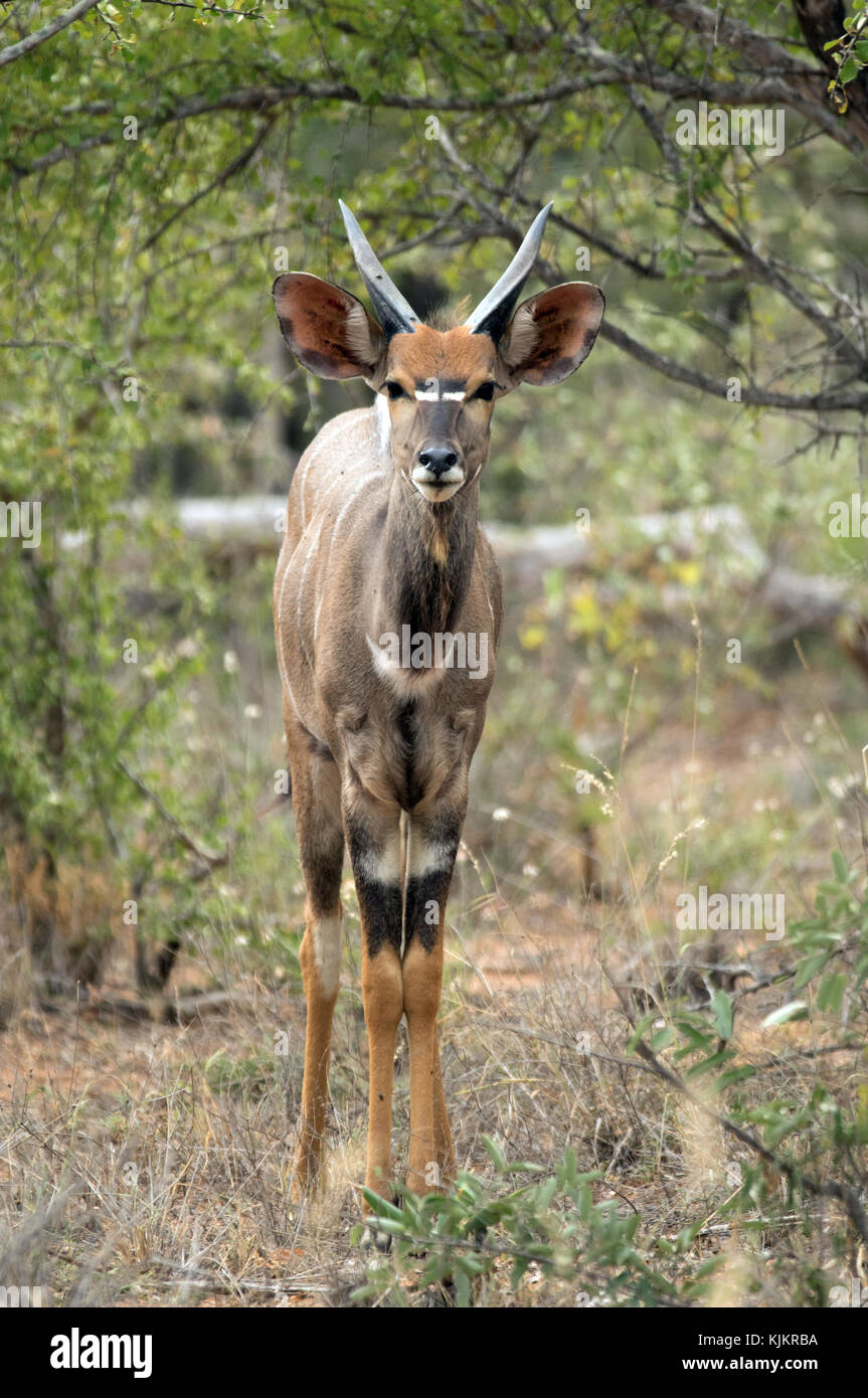Kruger National Park.  Nyala  (Nyala angasii or Tragelaphus angasii),  South Africa. Stock Photo