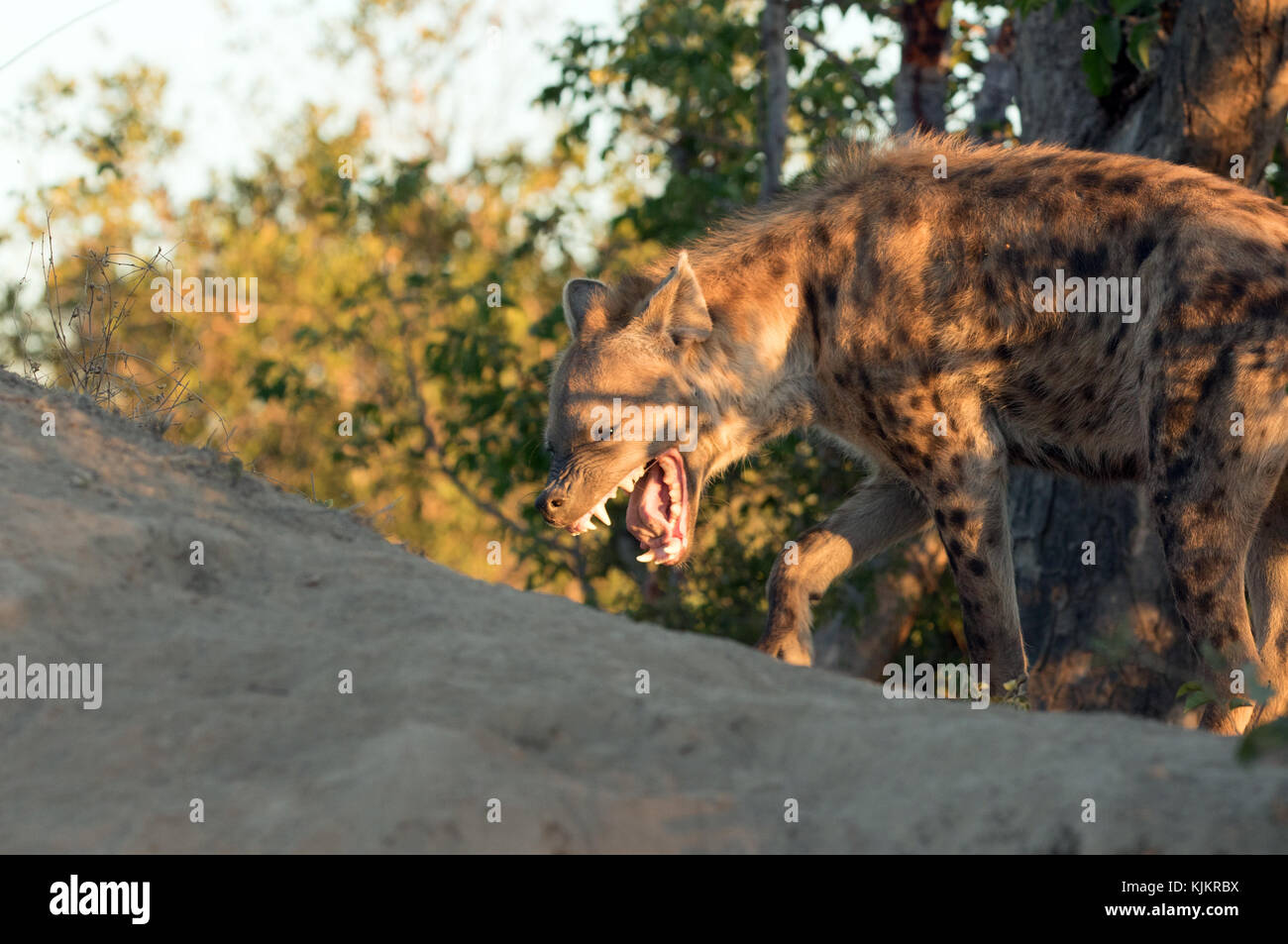 Kruger National Park.  Spotted hyenas, ( Crocuta crocuta ).  South Africa. Stock Photo