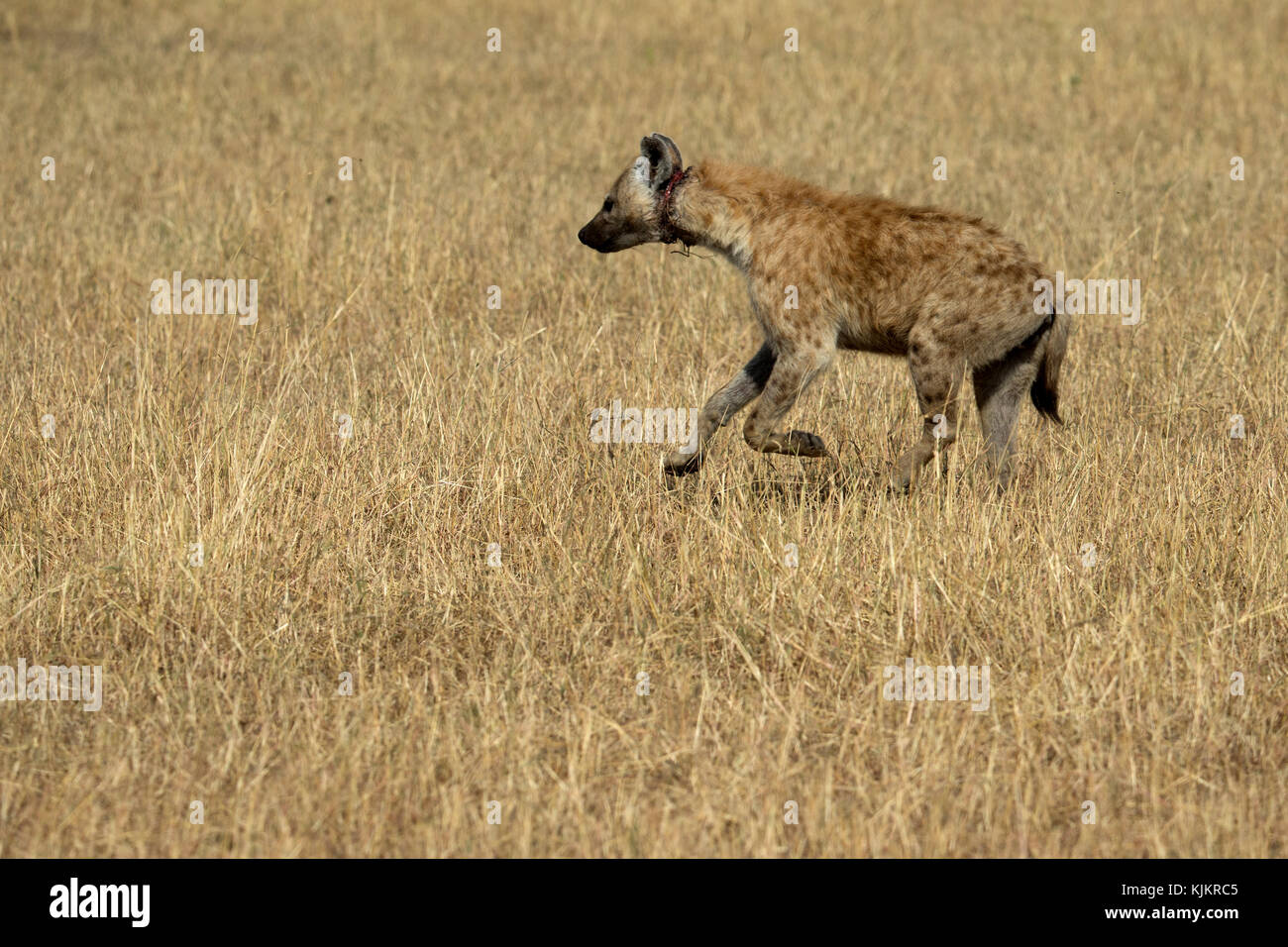 Serengeti National Park. Spotted hyenas, ( Crocuta crocuta ).  Tanzania. Stock Photo