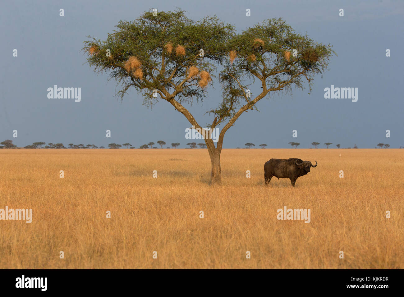 Serengeti National Park. African buffalo in savanna.  Tanzania. Stock Photo