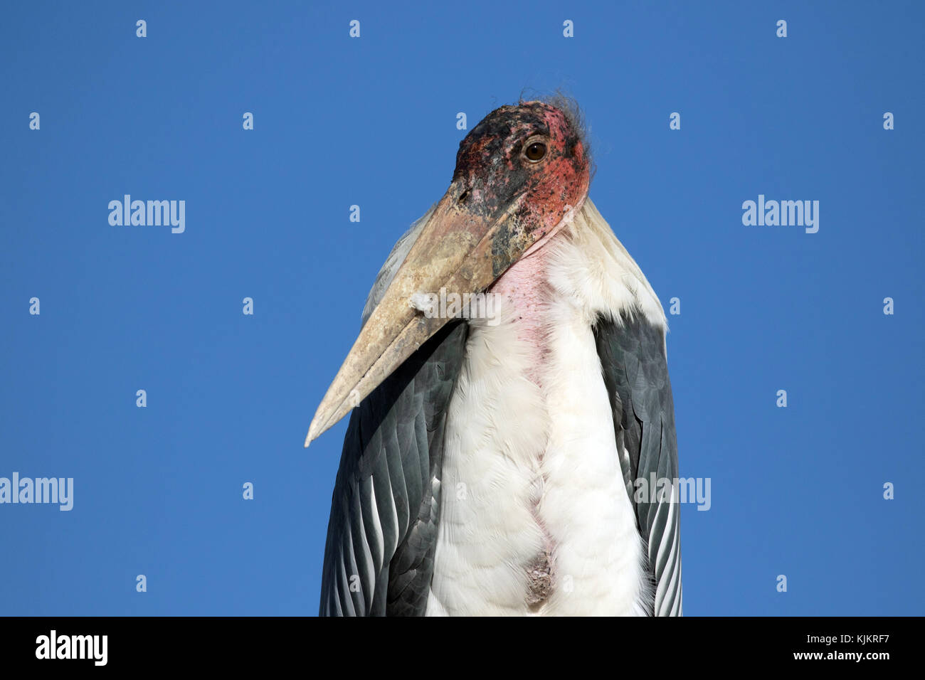 Kruger National Park.  A Marabou Stork ( Leptoptilos crumeniferus).  South Africa. Stock Photo