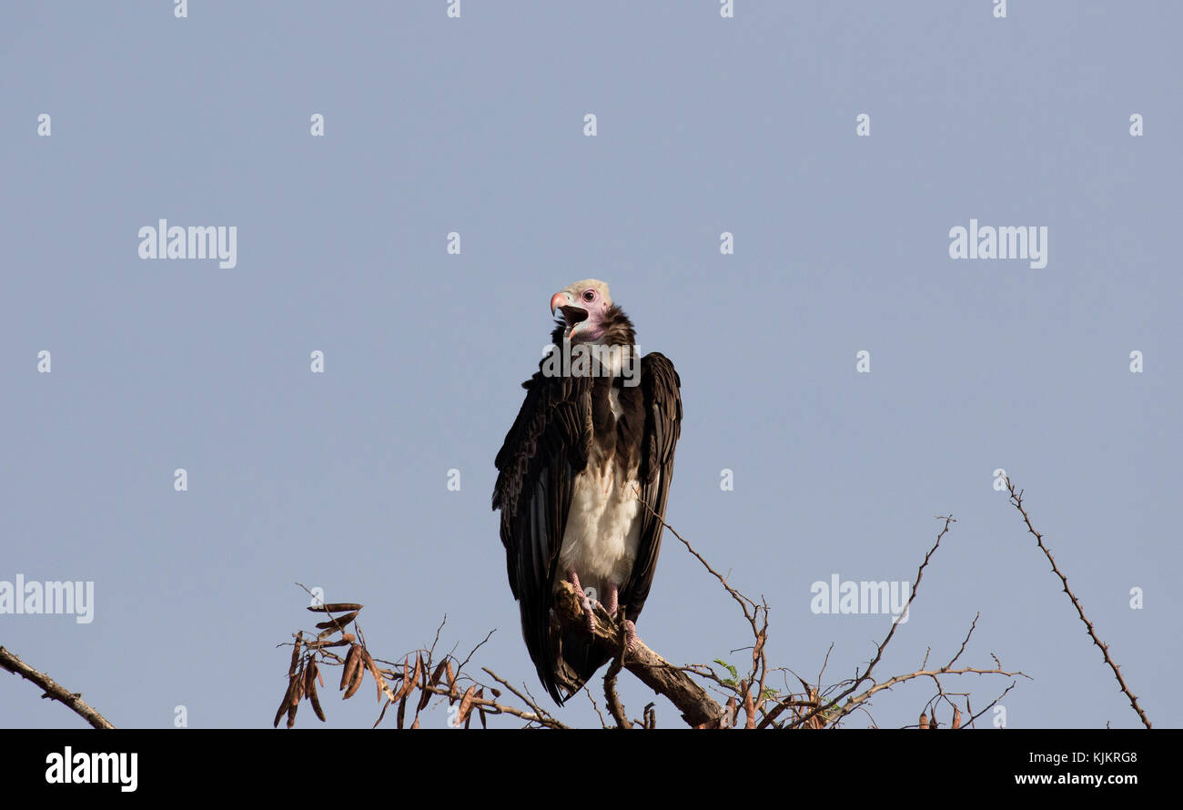 Serengeti National Park. White-backed vulture (Gyps africanus) on a tree.  Tanzania. Stock Photo