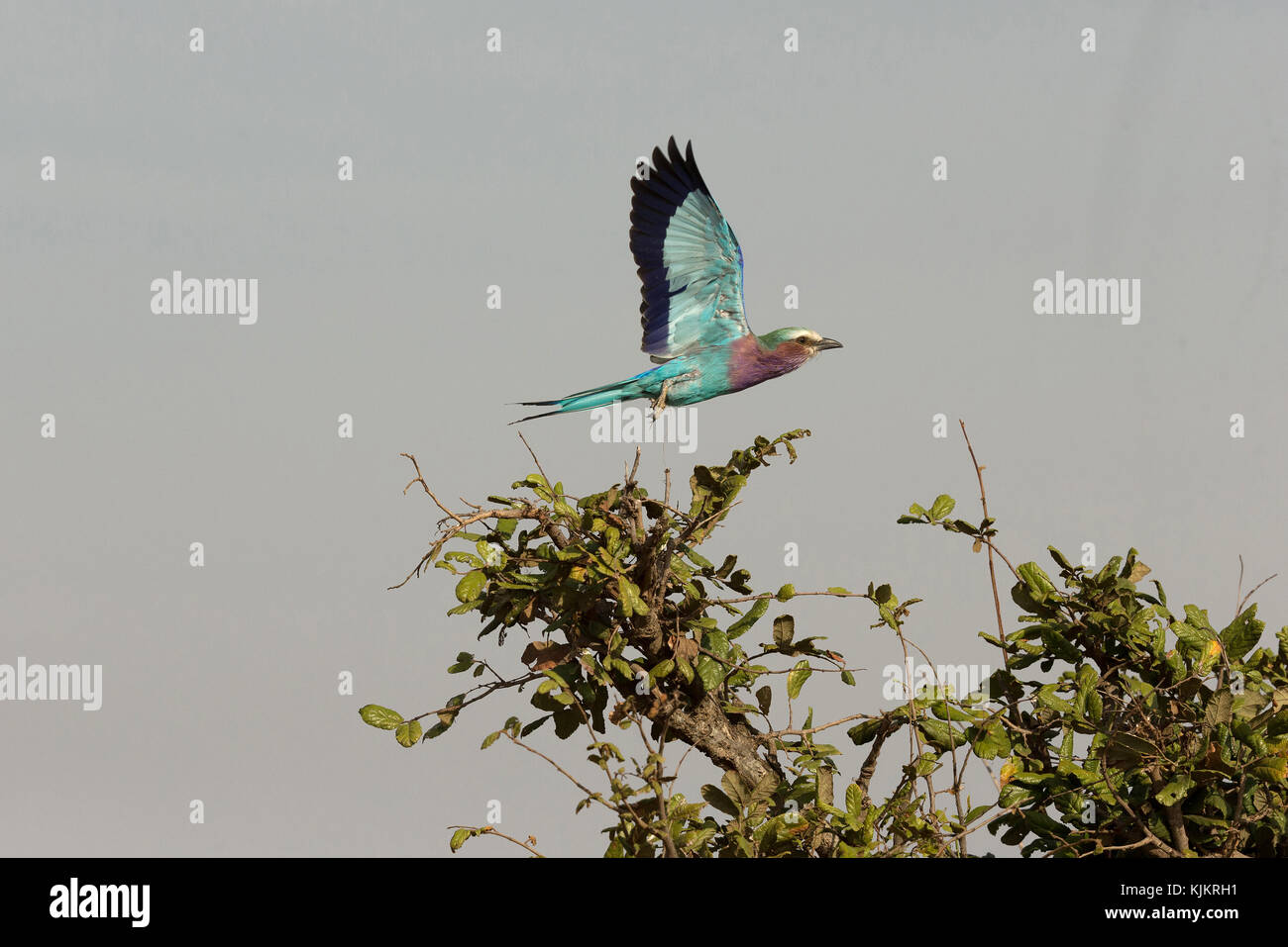 Serengeti National Park. A lilac-breasted roller (Coracias caudatus) in flight.  Tanzania. Stock Photo