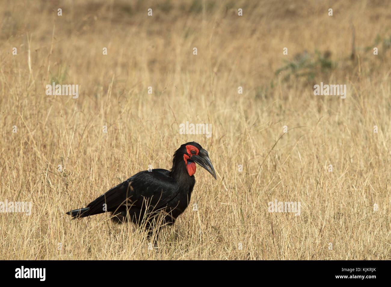 Serengeti National Park. Southern ground hornbill (Bucorvus leadbeateri) . Tanzania. Stock Photo