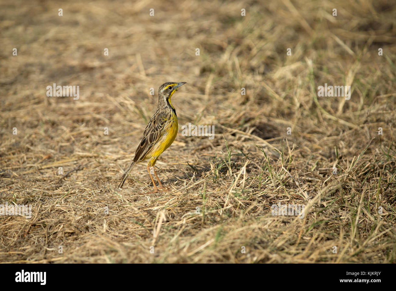 Serengeti National Park. Yellow breasted Pipit.  Tanzania. Stock Photo