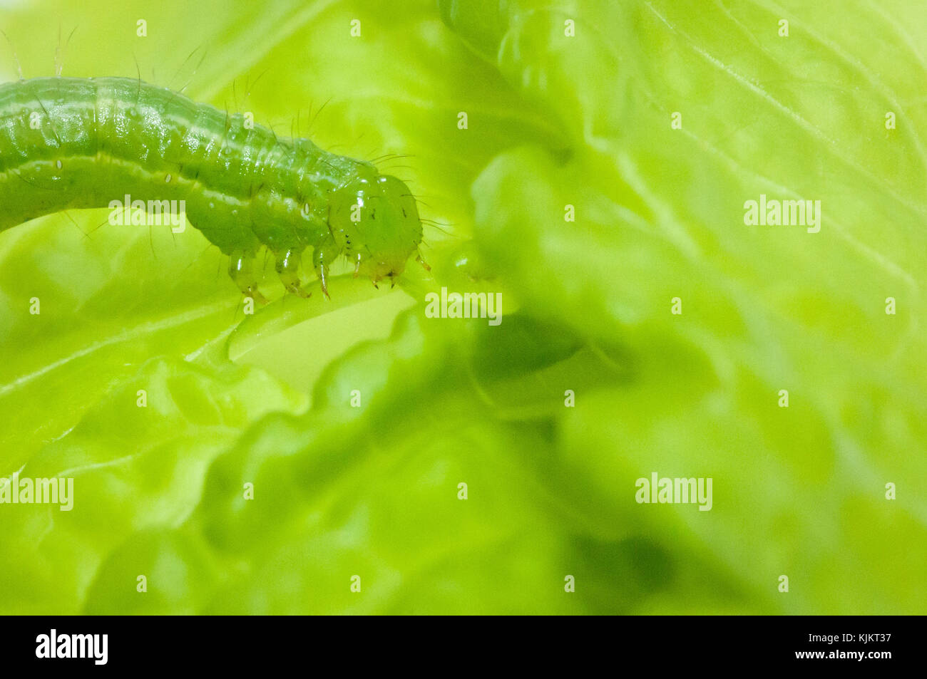 Caterpillar Eating A Leaf High Resolution Stock Photography and Images