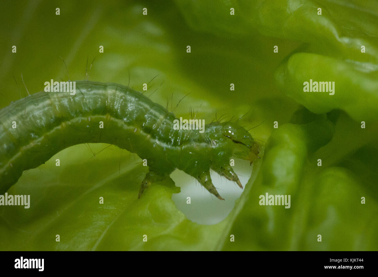 Caterpillar Eating A Leaf High Resolution Stock Photography and Images
