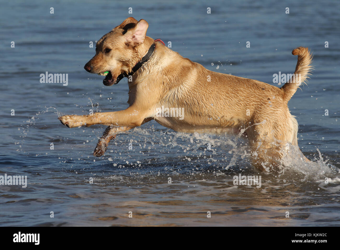 Retriever - Yellow Labrador Yellow Labrador Retriever Yellow Lab leaping through sea with ball in mouth Stock Photo
