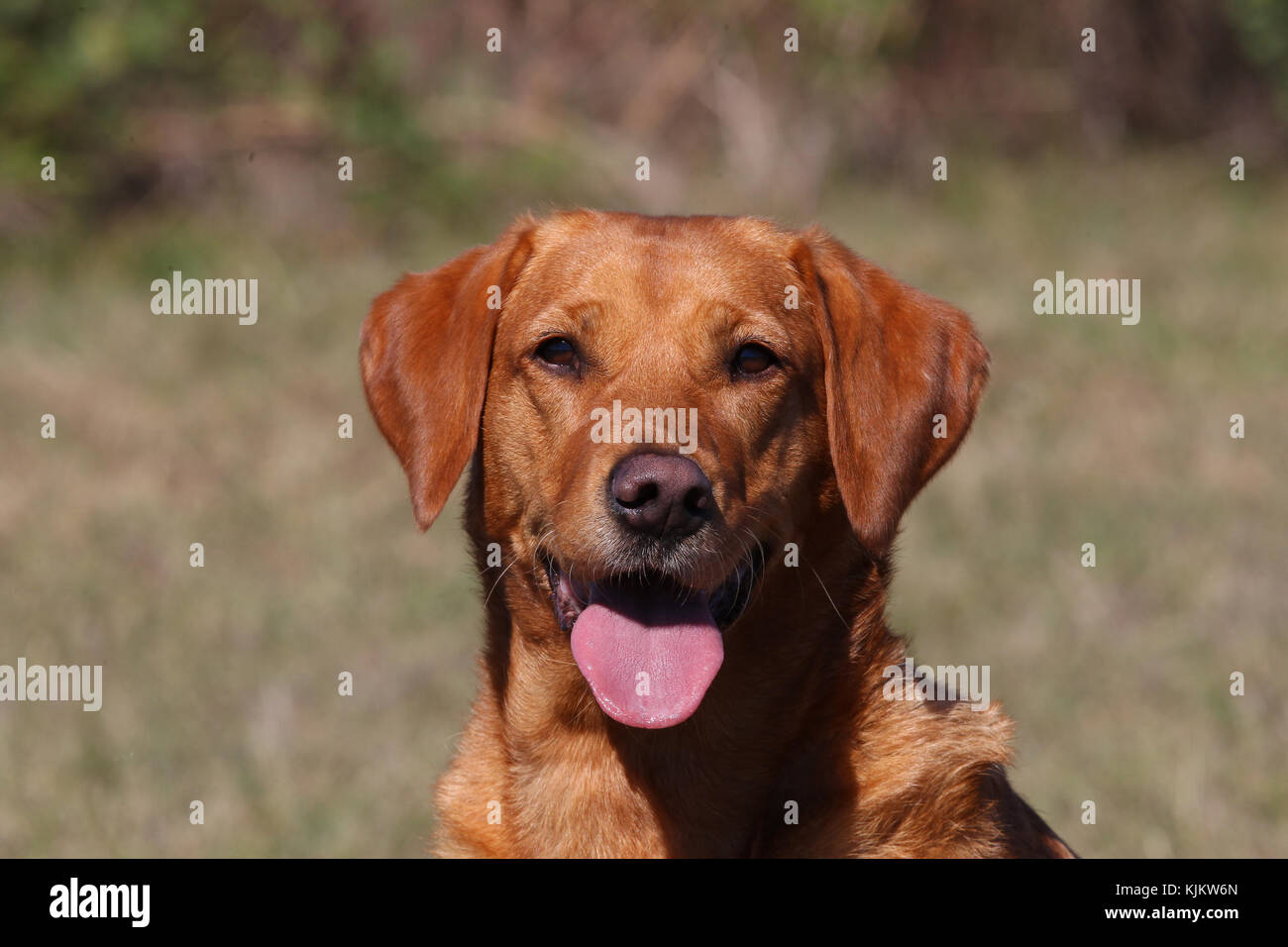 Fox Red Lab Hi Res Stock Photography And Images Alamy Fox Red Lab Hi Res Stock Photography And Images Alamy