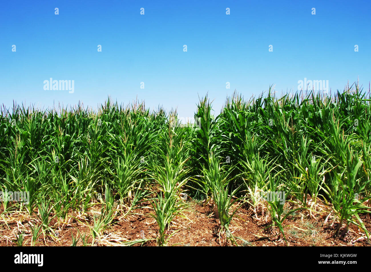 Green young corn foliage hi-res stock photography and images - Alamy