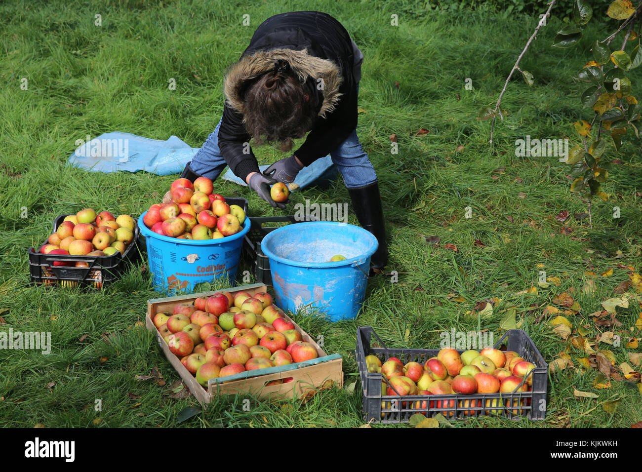 Apple picking woman hires stock photography and images Alamy