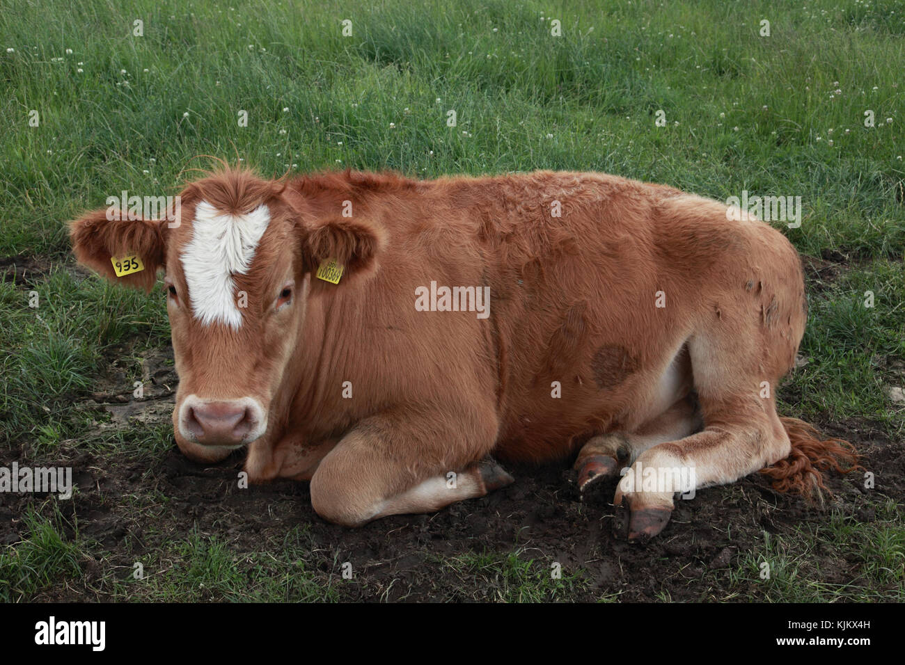 A calf with primary and secondary ear tags Stock Photo