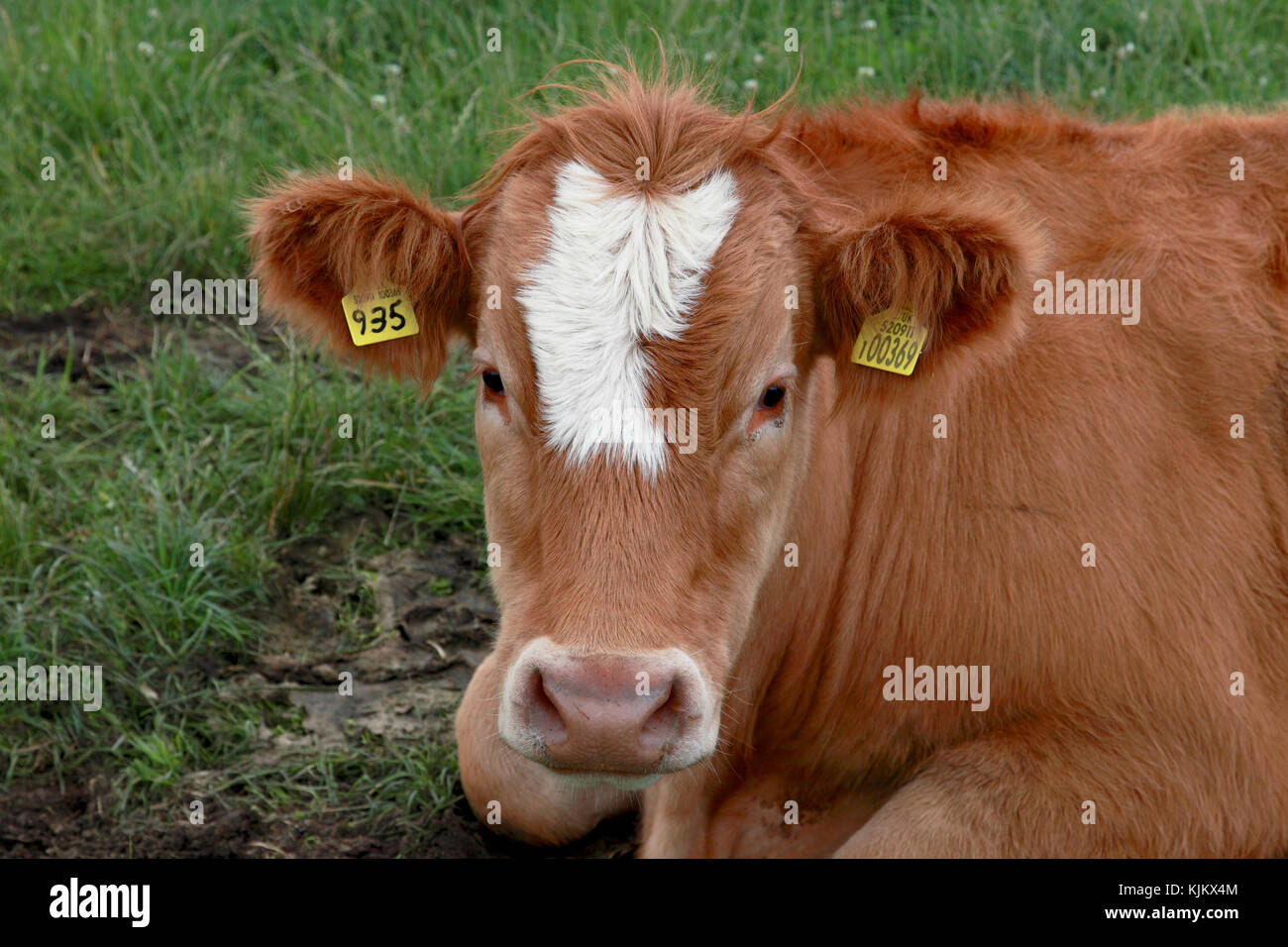 A calf with primary and secondary ear tags Stock Photo