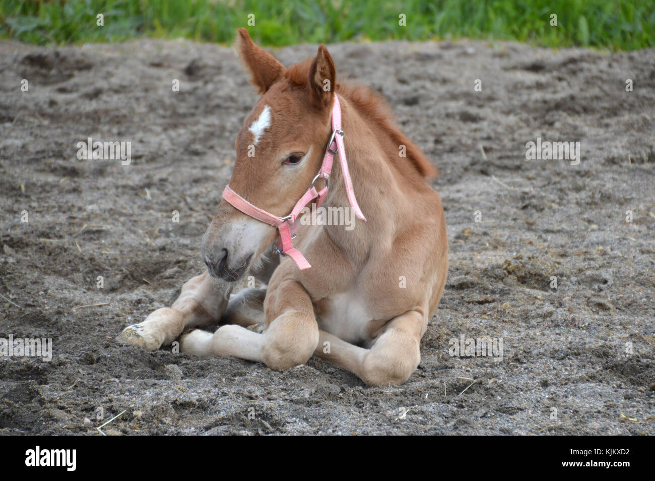 Little foal taking a rest on a sandy area Stock Photo