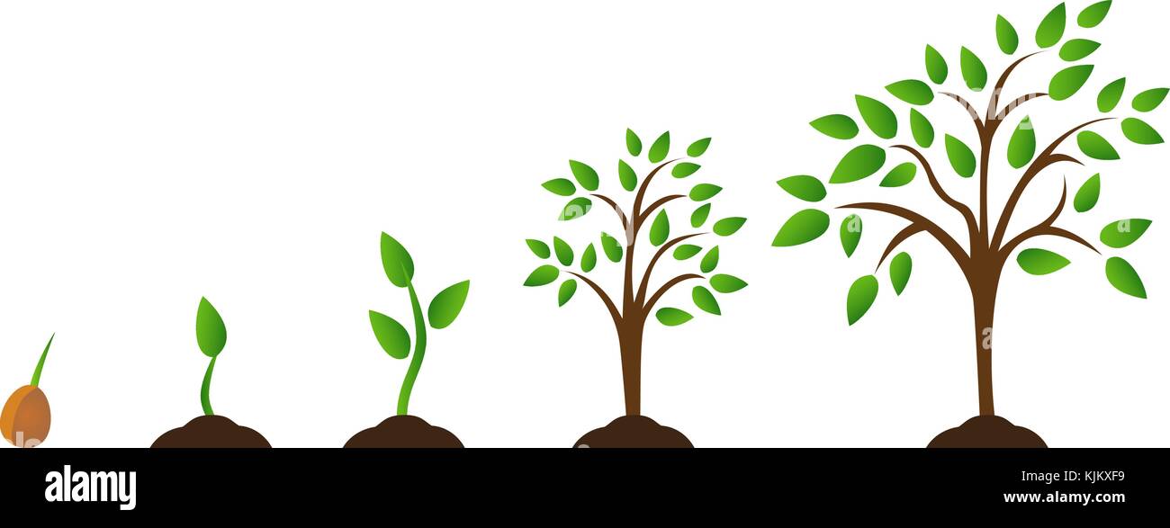 Set of illustrations with phases plant growth Stock Vector Image & Art ...
