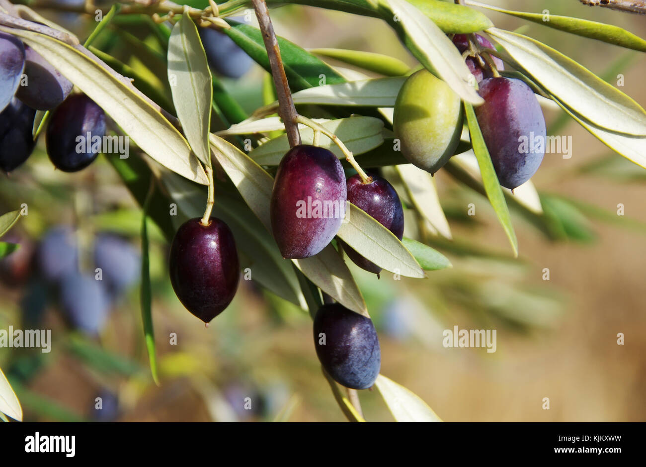 ripe olives on the branch of olive tree Stock Photo - Alamy