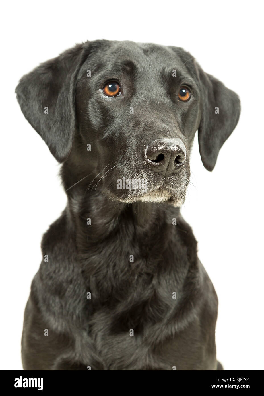 Working Black Lab Labrador Retriever sitting on white background Stock Photo