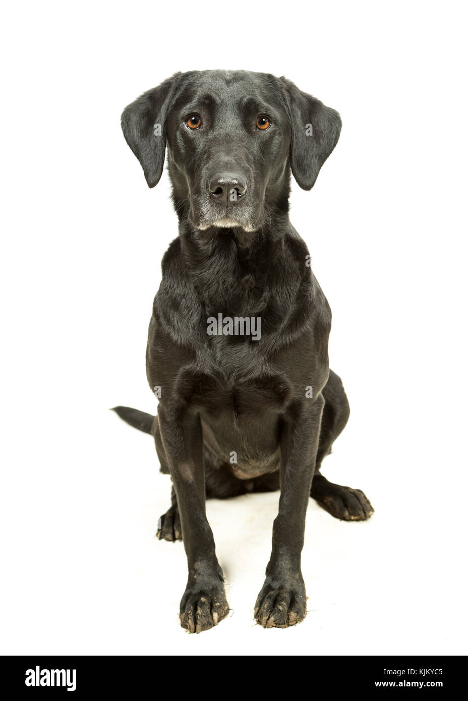 Black labrador sitting 2025