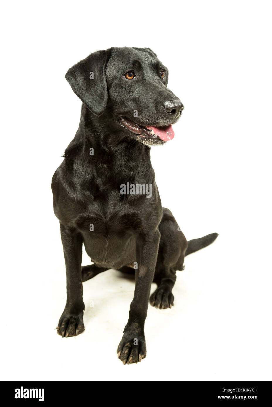 Doggie coat hi-res stock photography and images - Alamy