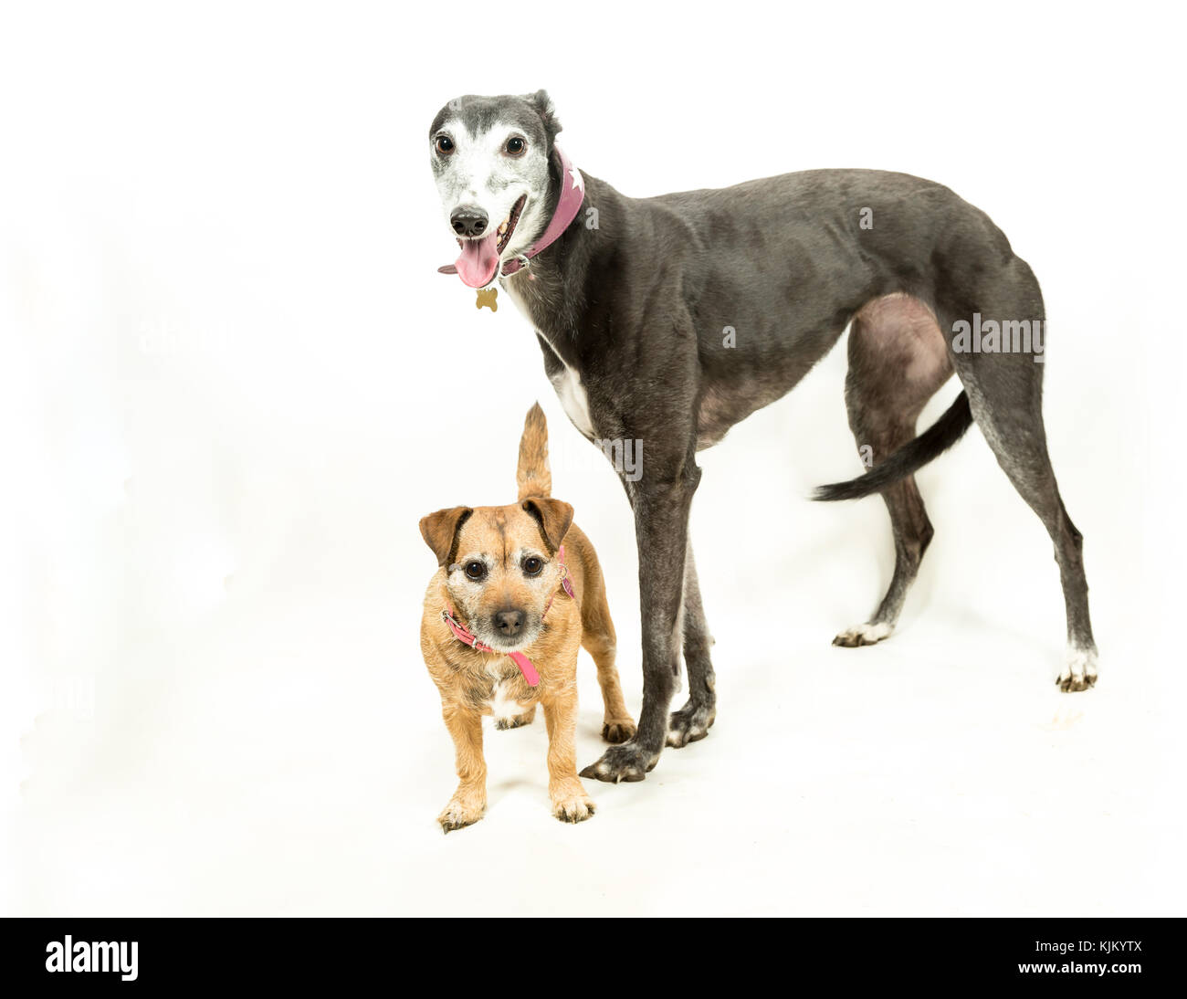 Greyhound with Jack RussellBorder Terrier on White Background Stock