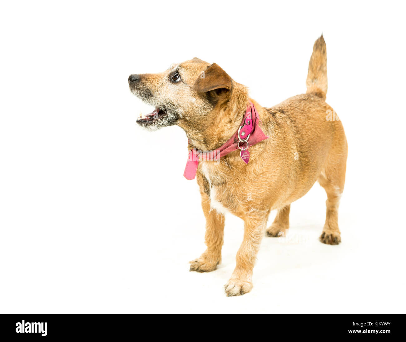 Jack RussellBorder Terrier crossbreed on White Background Stock Photo