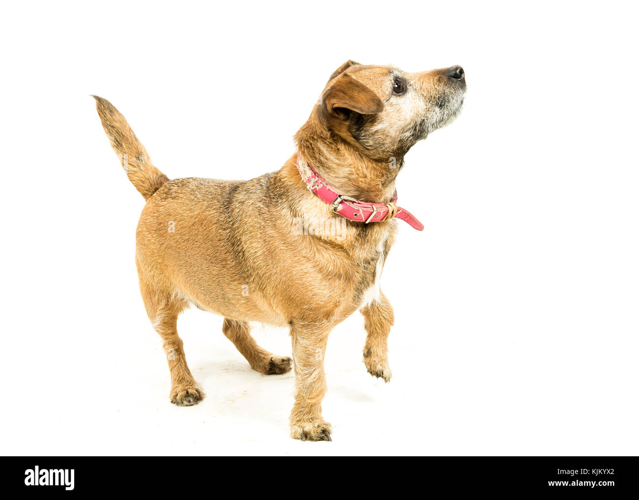 Jack Russell-Border Terrier crossbreed on White Background Stock Photo