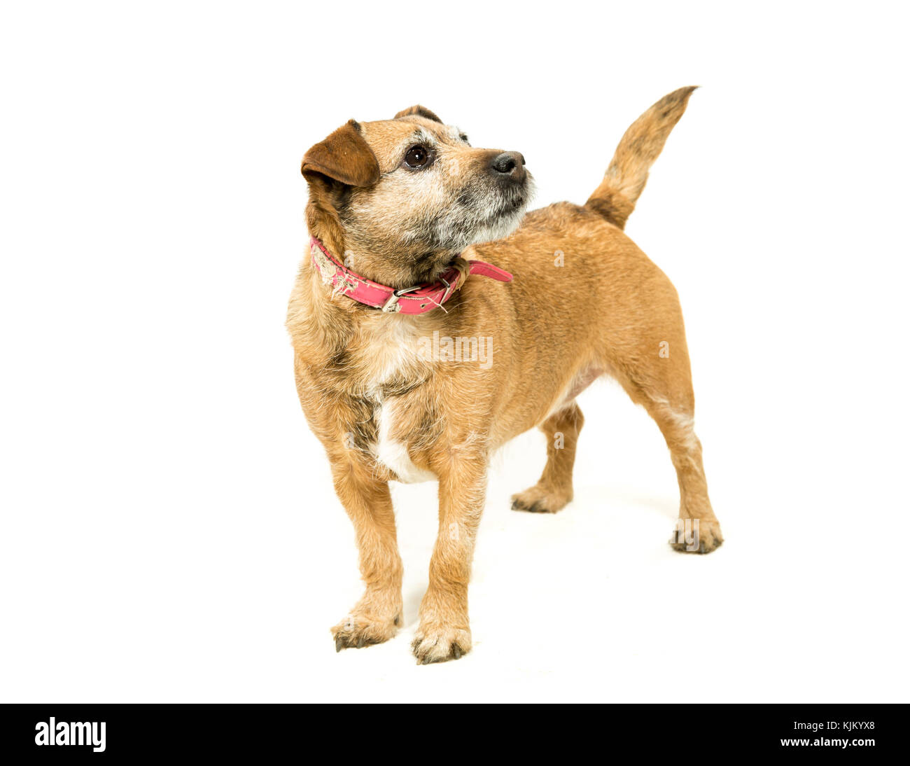 Jack Russell-Border Terrier crossbreed on White Background Stock Photo