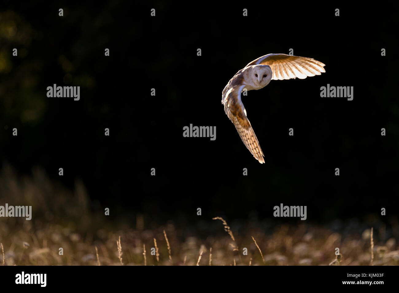 Barn owl in flight, backlit Stock Photo