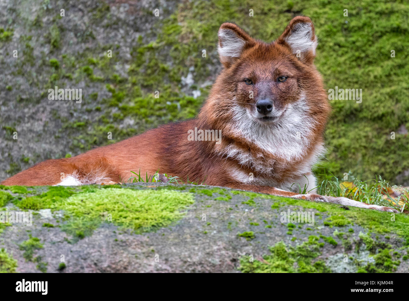 Dhole or Asiatic wild dog Stock Photo