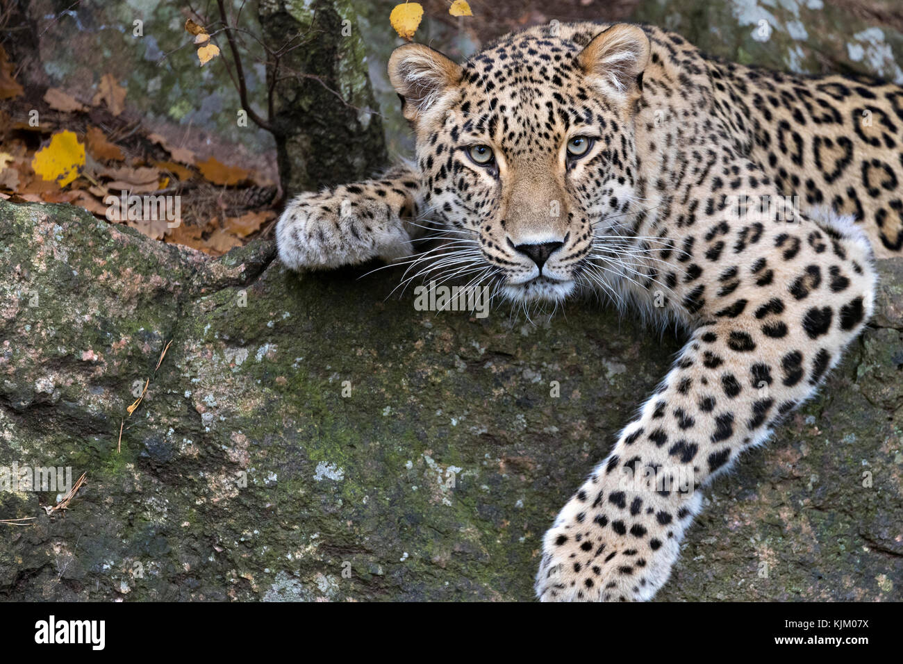 Persian leopard Stock Photo