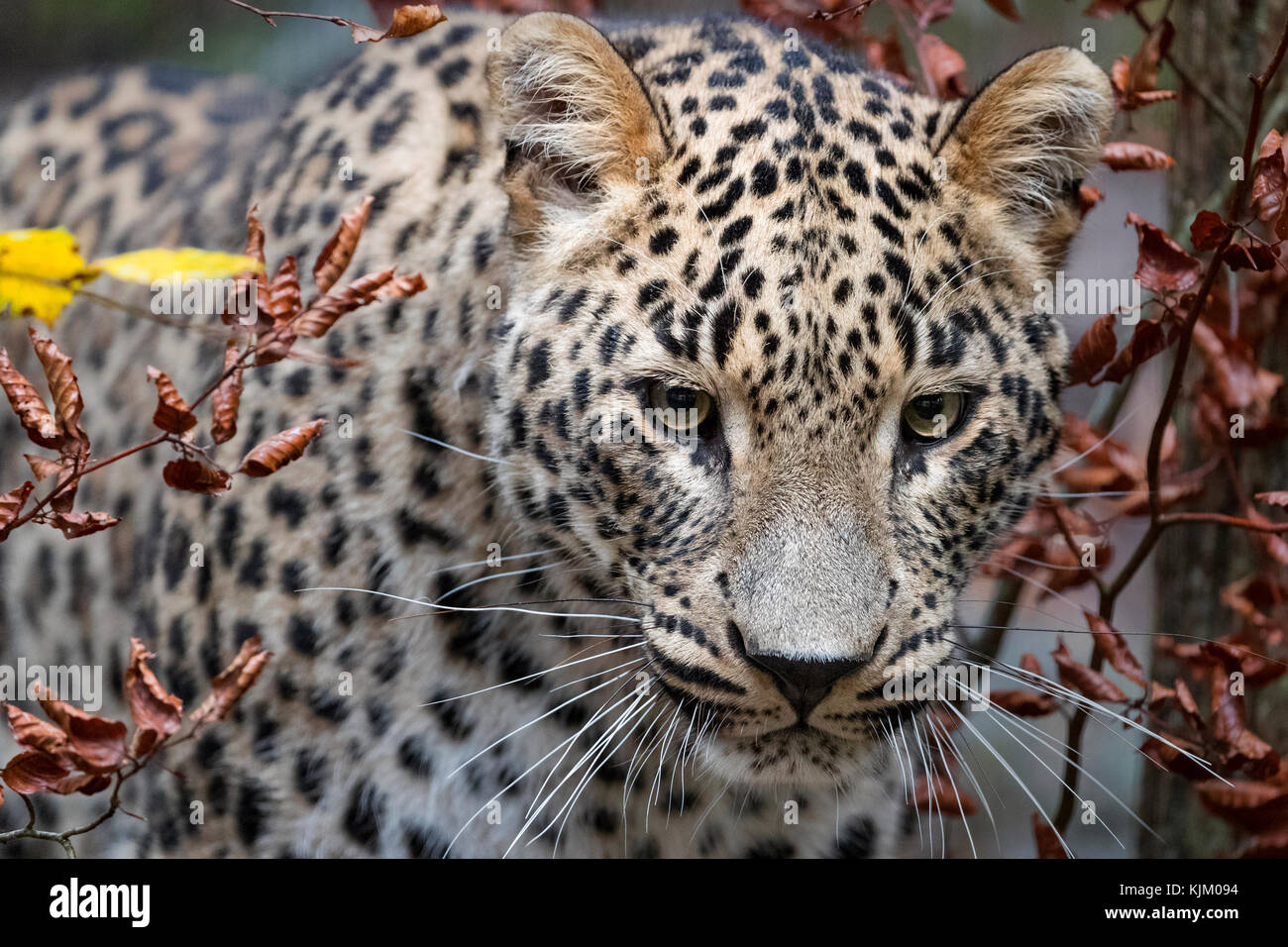 Persian leopard Stock Photo