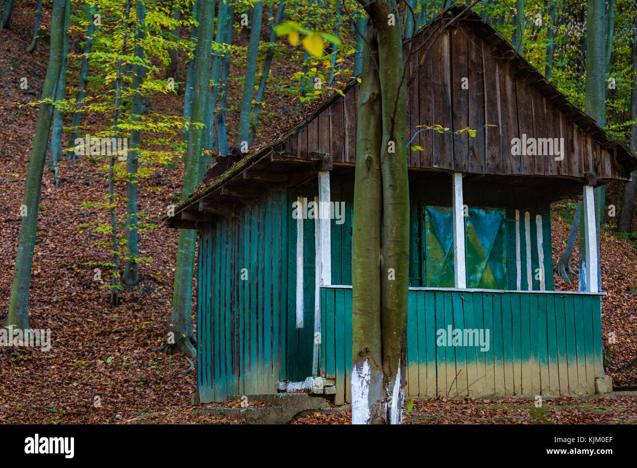 a green wooden house in the forest Stock Photo - Alamy