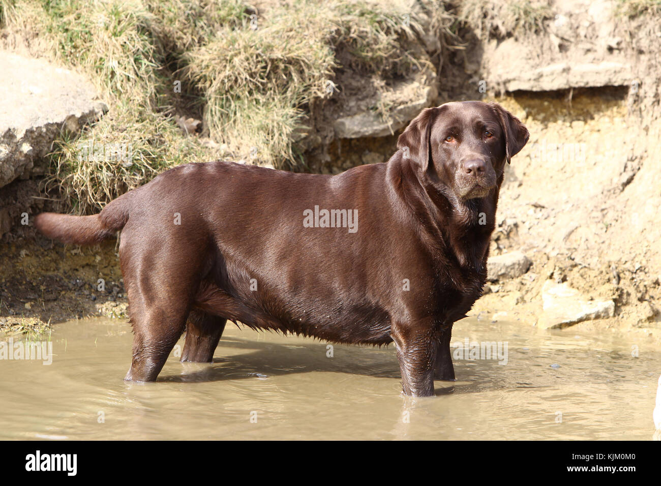 Retriever - Chocolate Labrador Chocolate Labrador Retriever Chocolate Labrador standing in pond water looking at camera Stock Photo